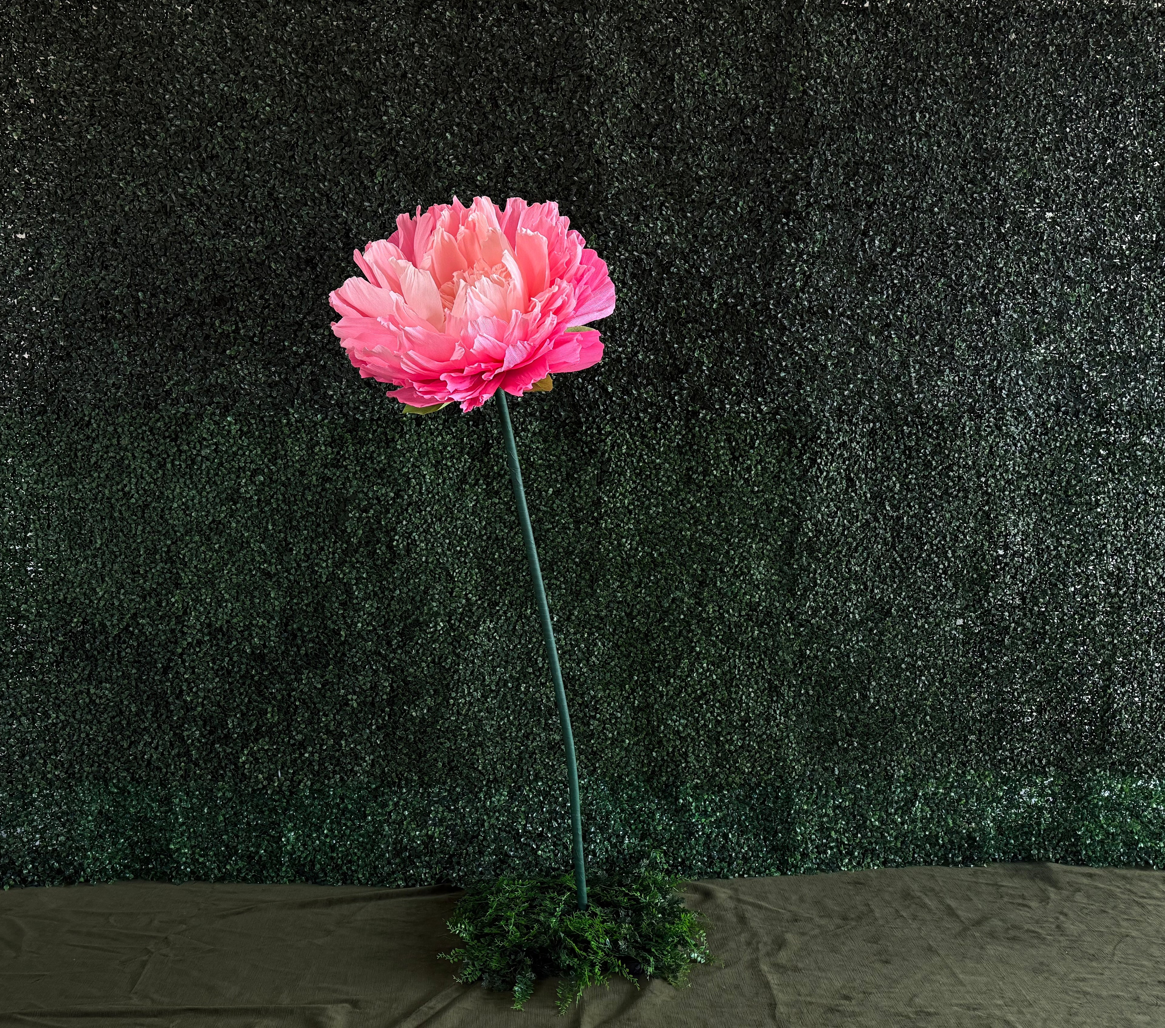 Boxwood Backdrop Rental