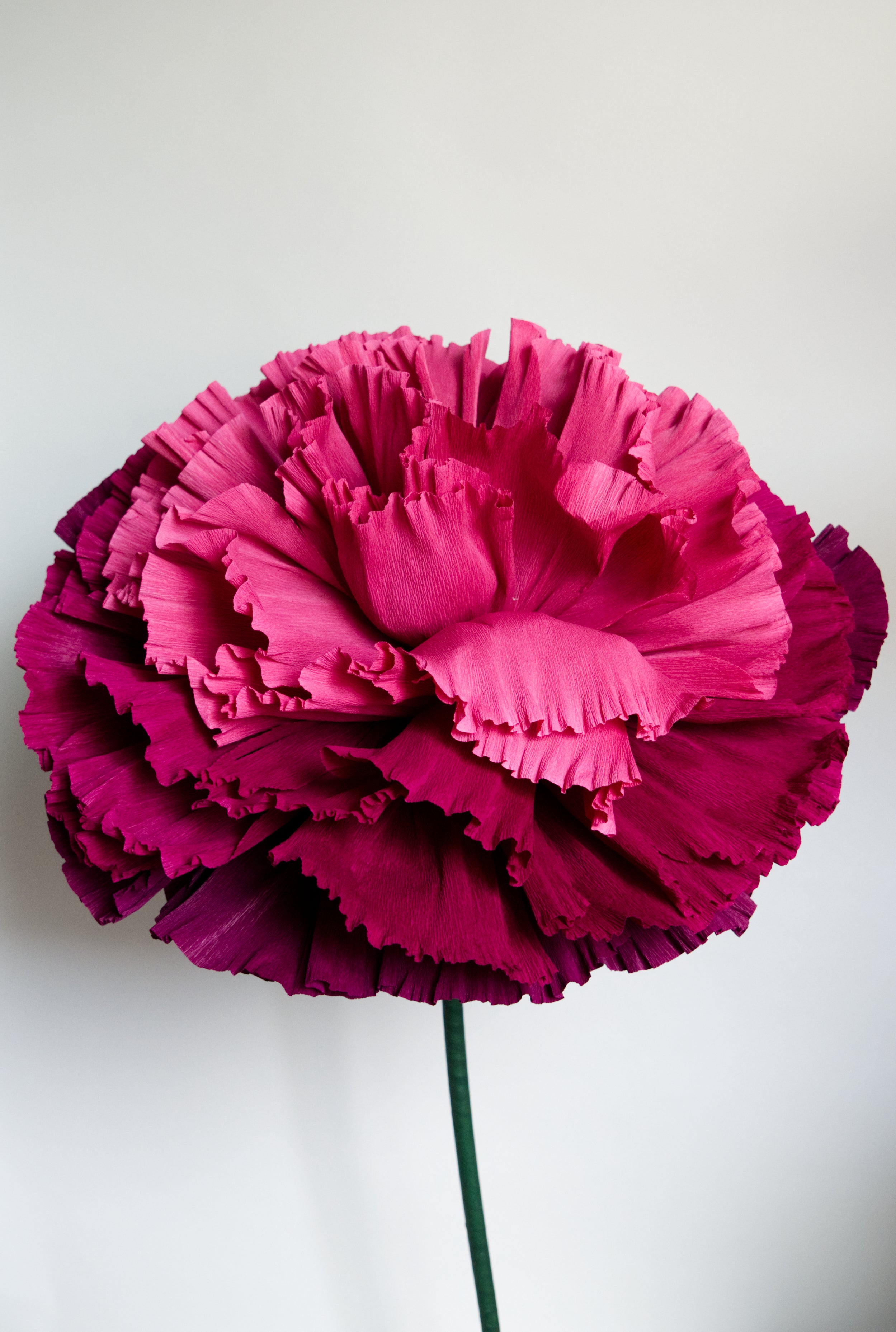 Burgundy Marigold