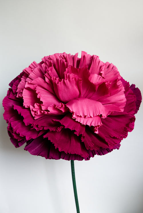 Burgundy Marigold