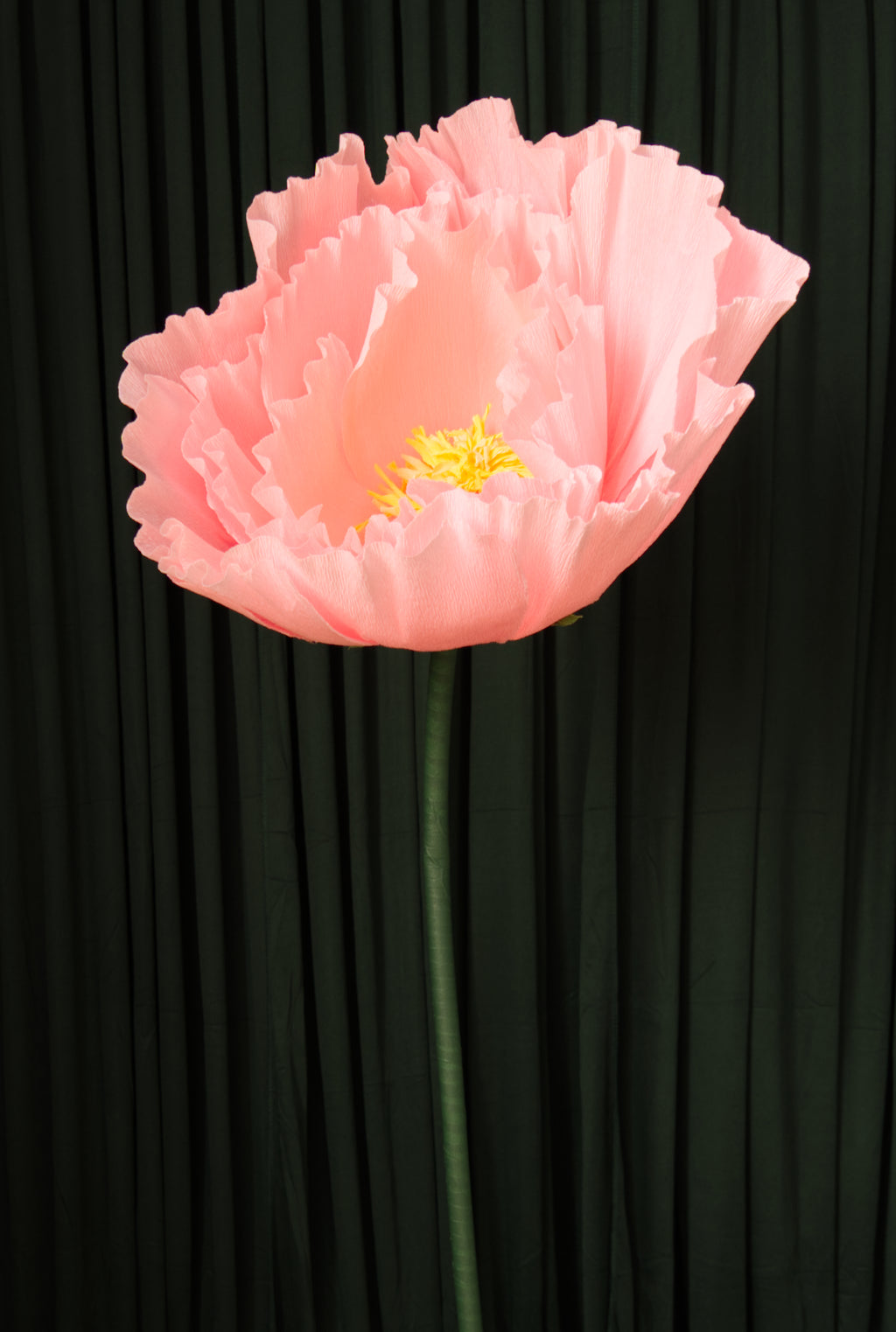 Pink Tree Peony RENTAL