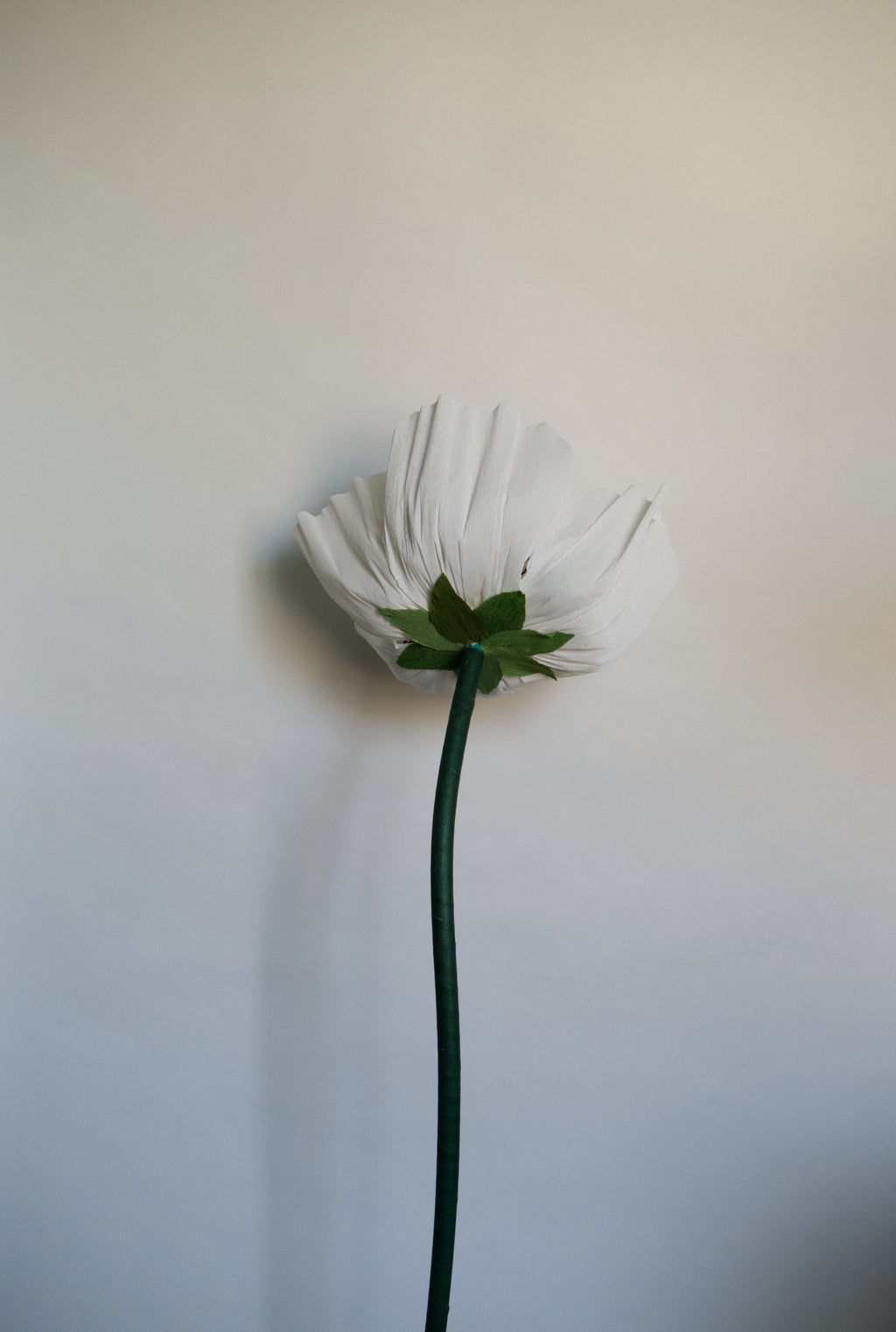 Anemone (Style 1)