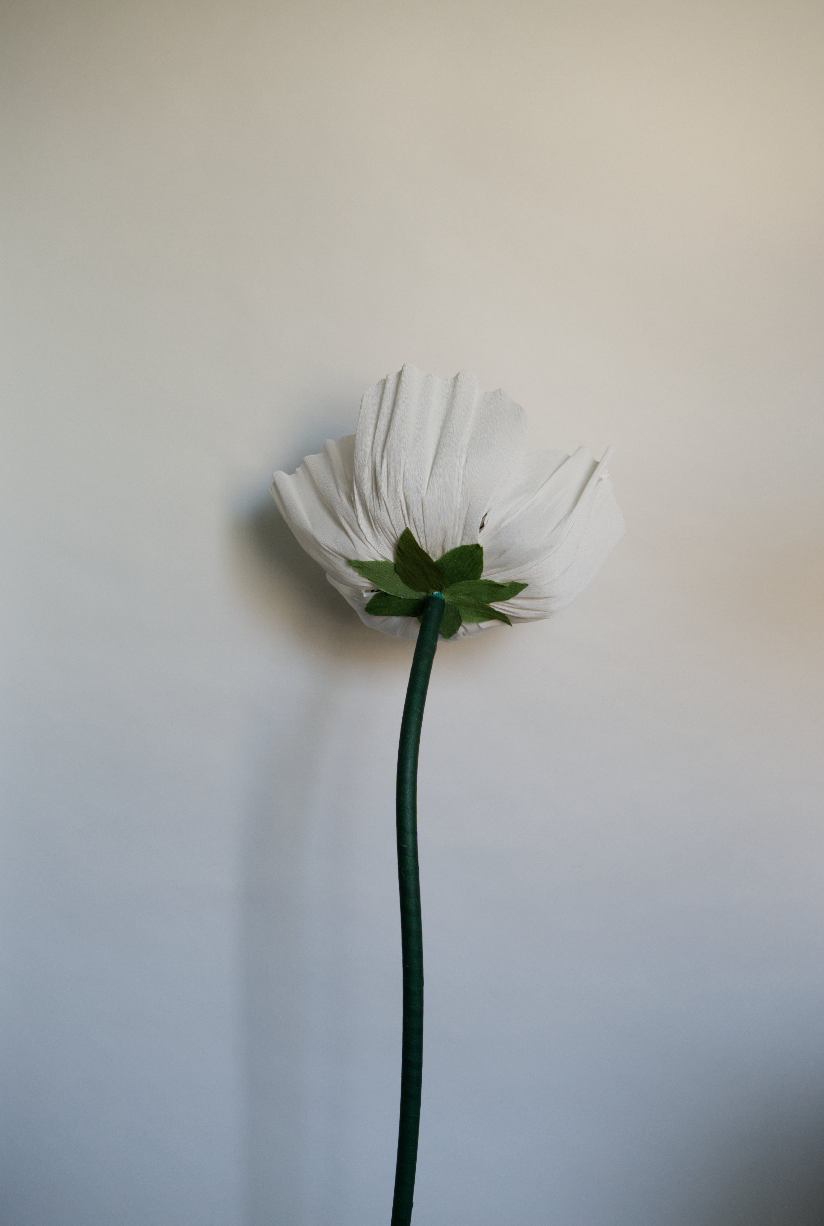 Anemone (Style 1)