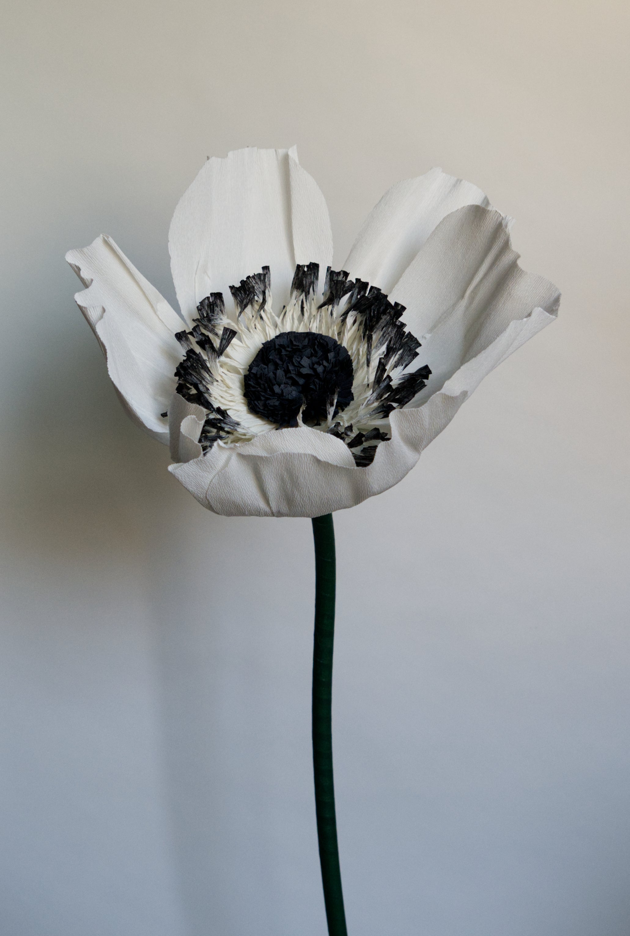 Anemone (Style 1)