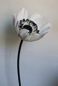Anemone (Style 1)