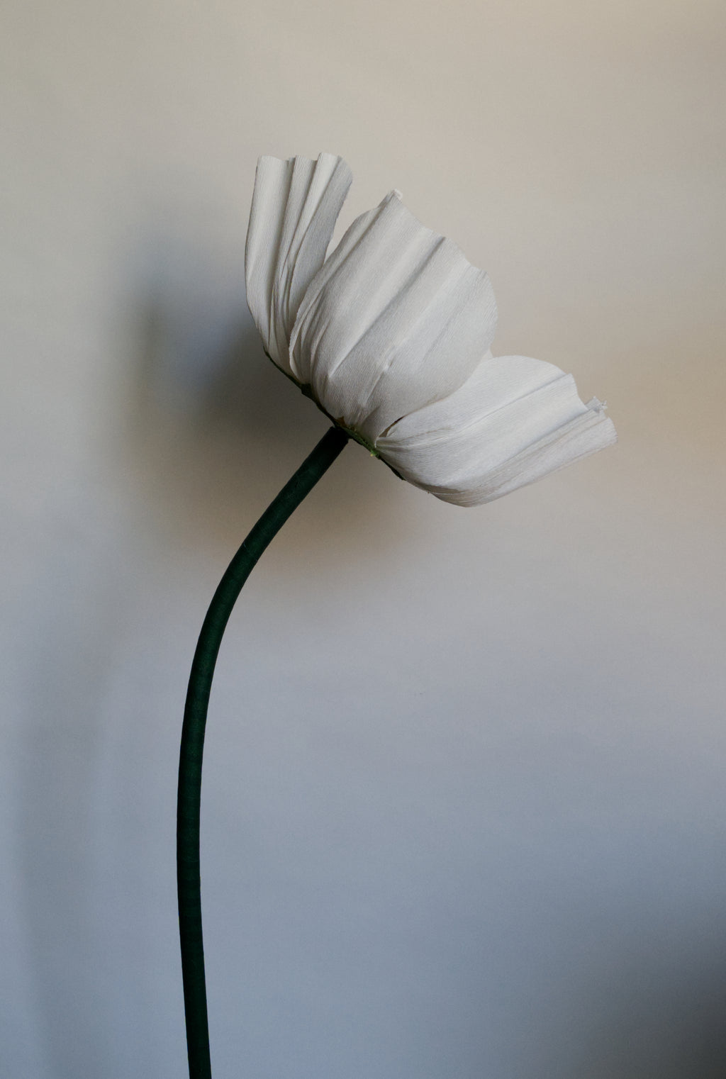 Anemone (Style 1)