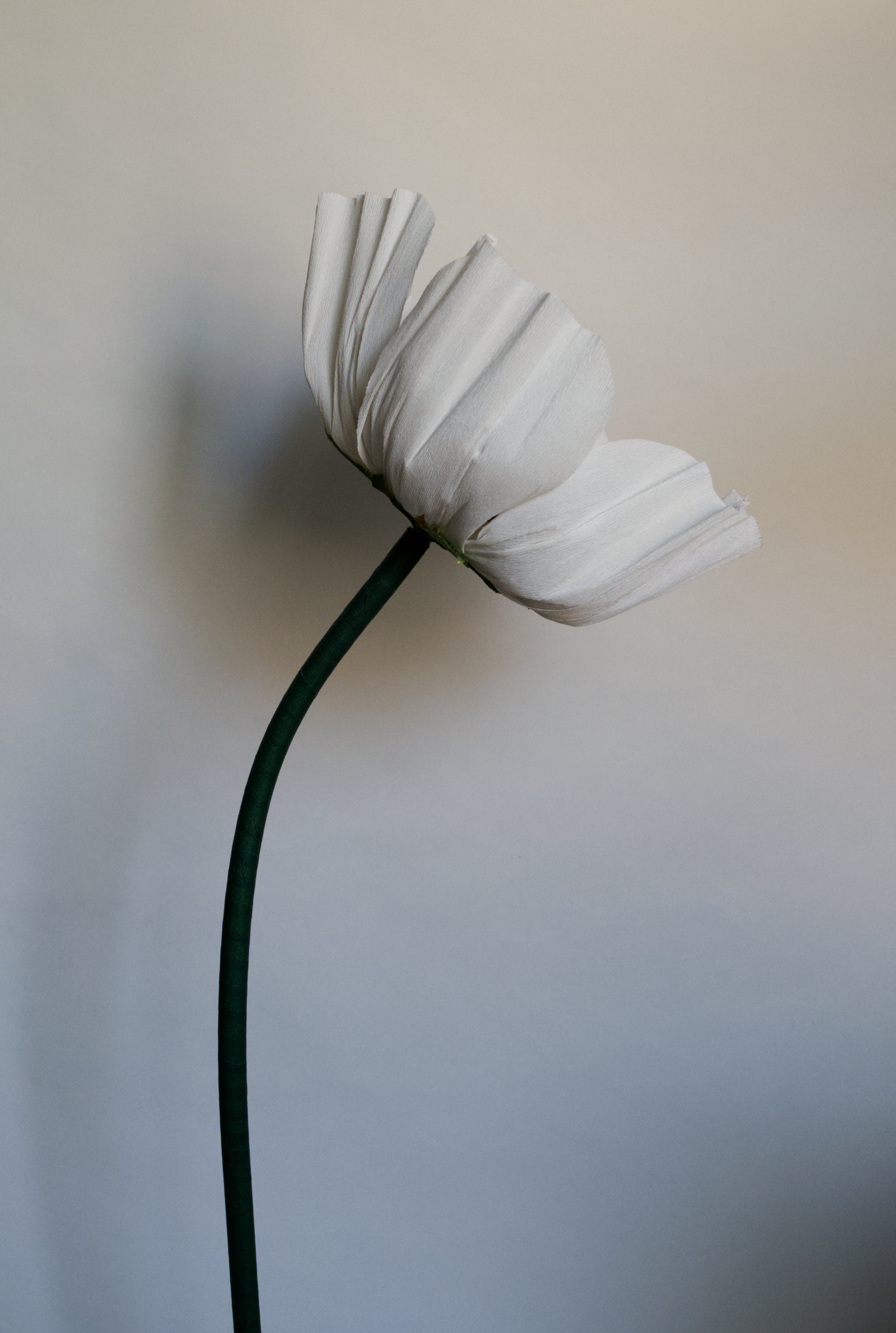 Anemone (Style 1)