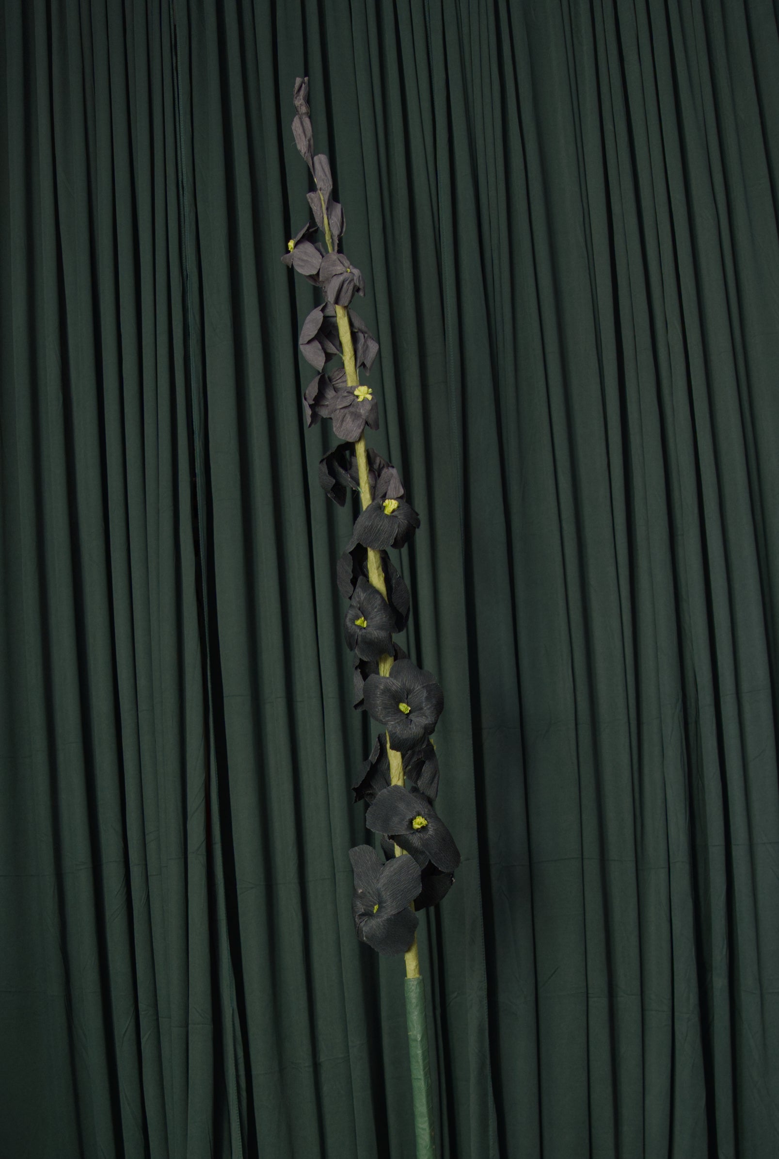 Black Delphinium RENTAL