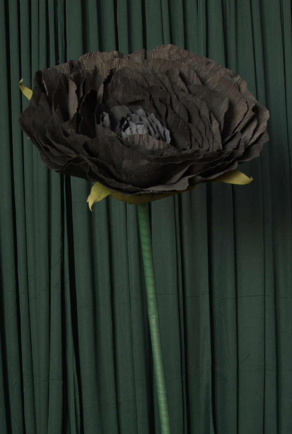 Black Rose RENTAL
