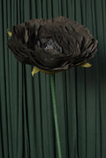 Black Rose RENTAL