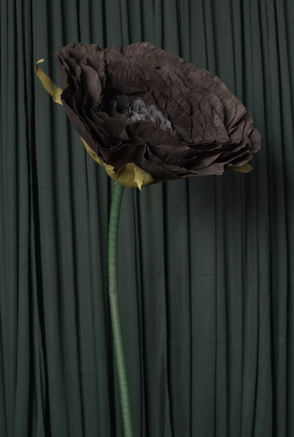 Black Rose RENTAL