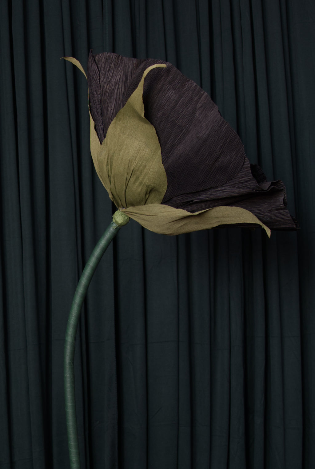Black Rose RENTAL