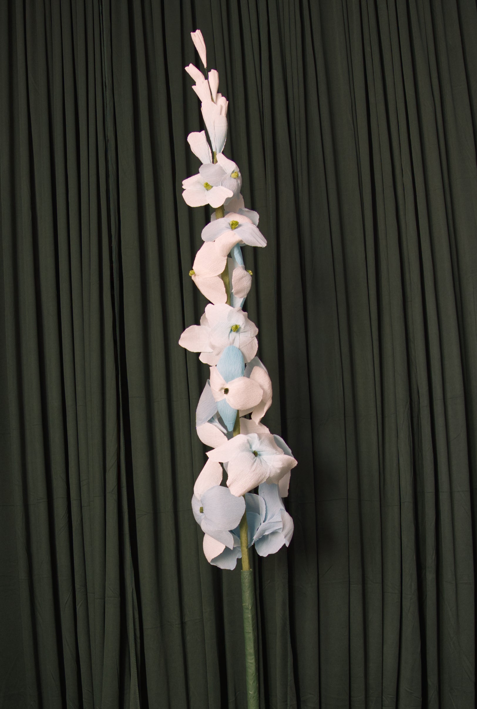 Blue Delphinium RENTAL