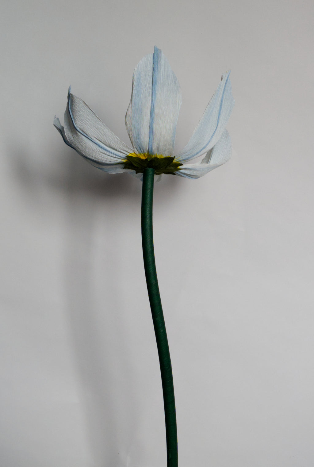 Blue Eyed Grass