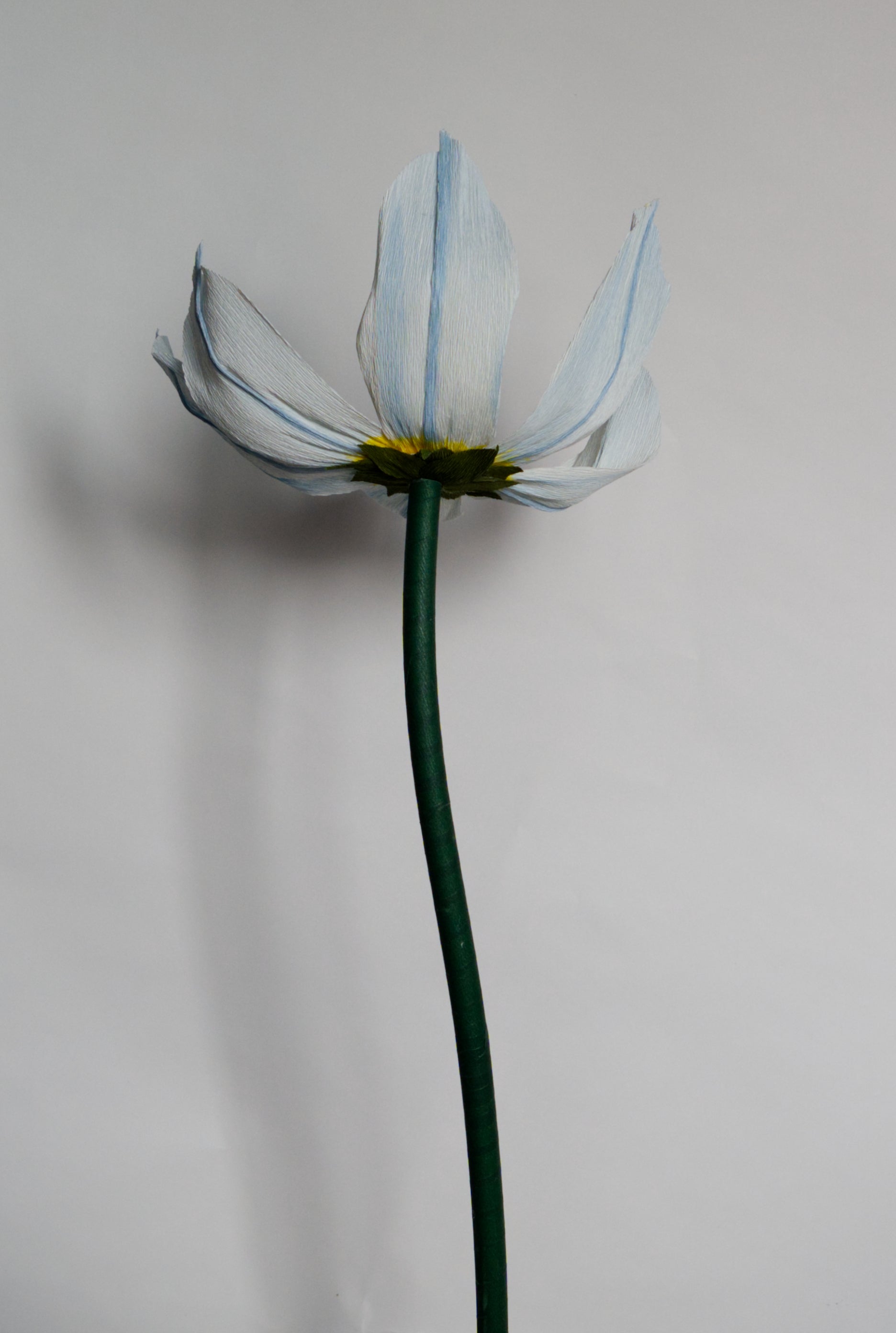 Blue Eyed Grass