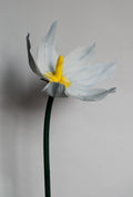 Blue Eyed Grass