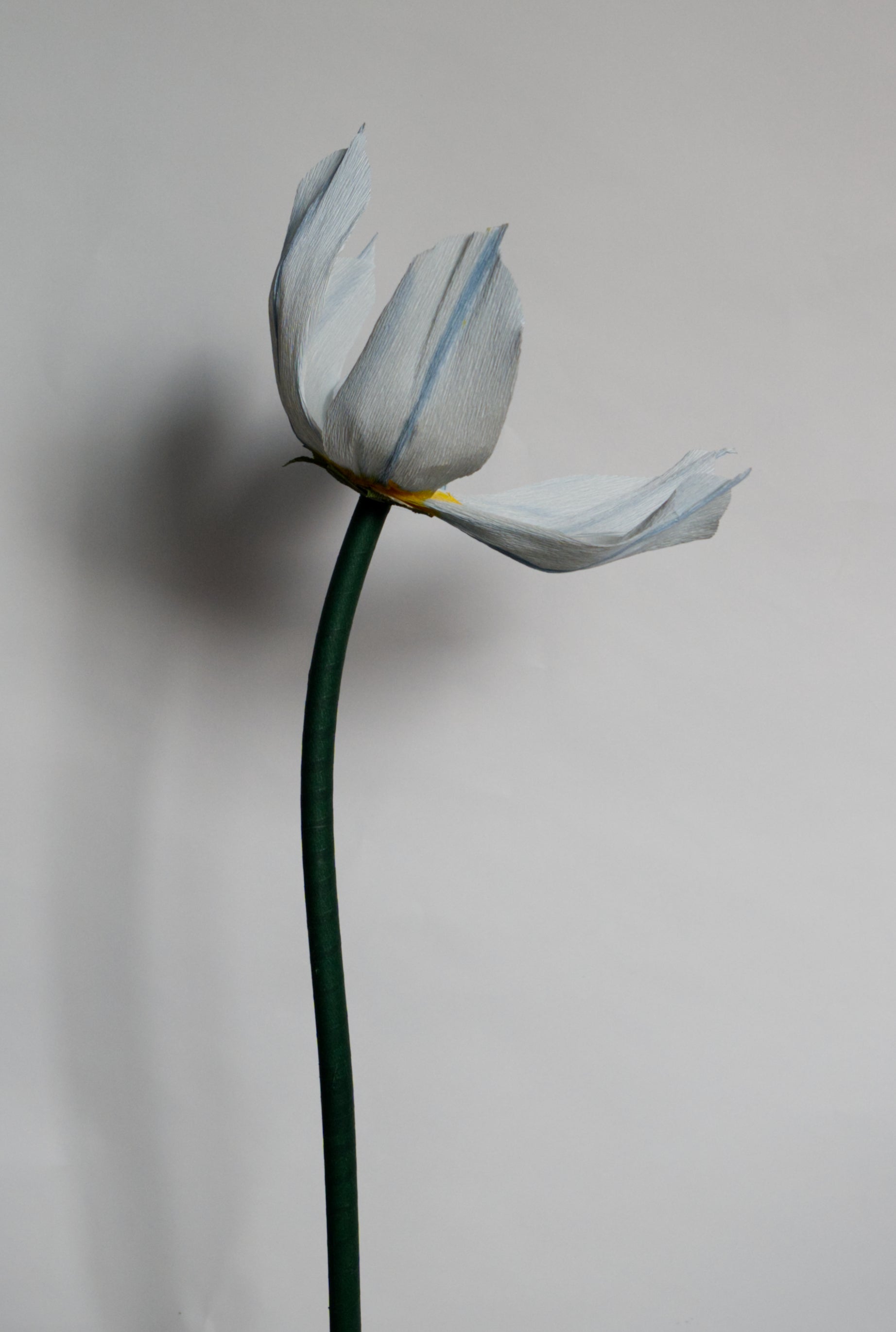 Blue Eyed Grass