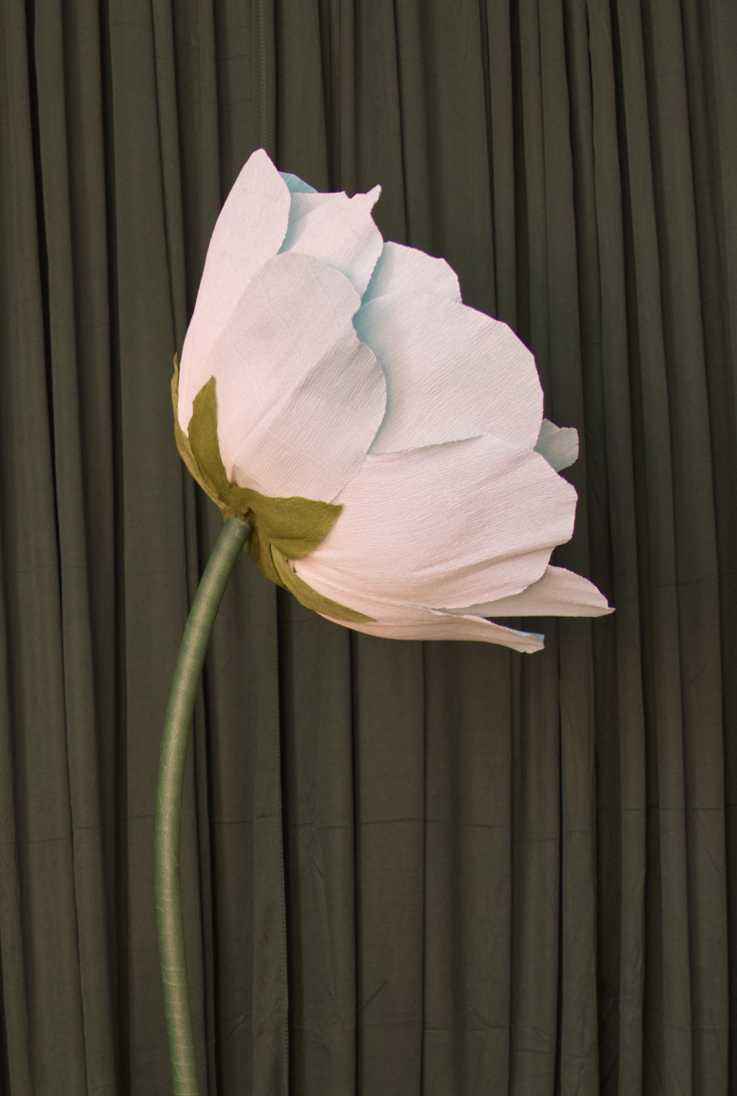 Blue Ombre Lotus RENTAL