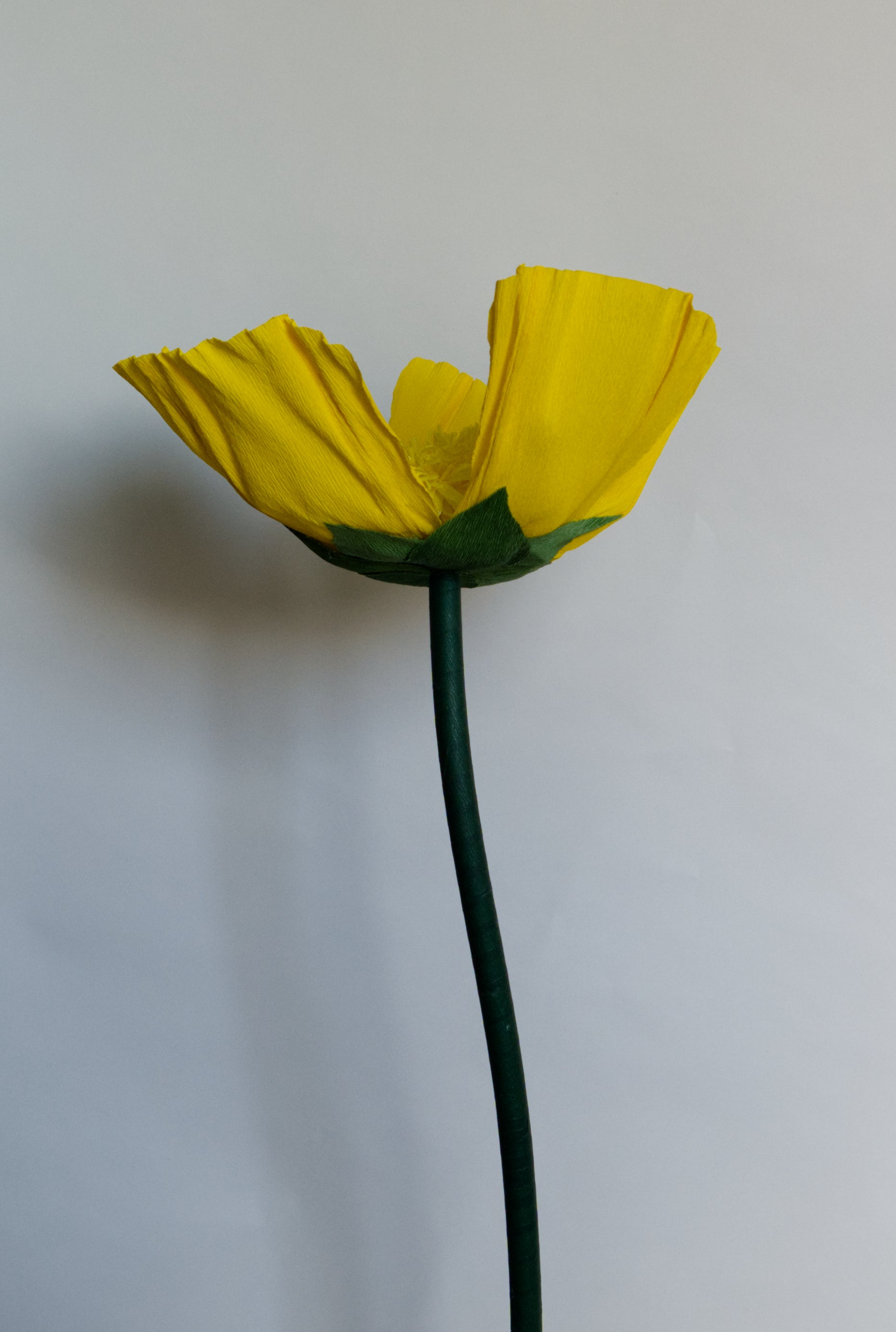 Bright Yellow Buttercup RENTAL