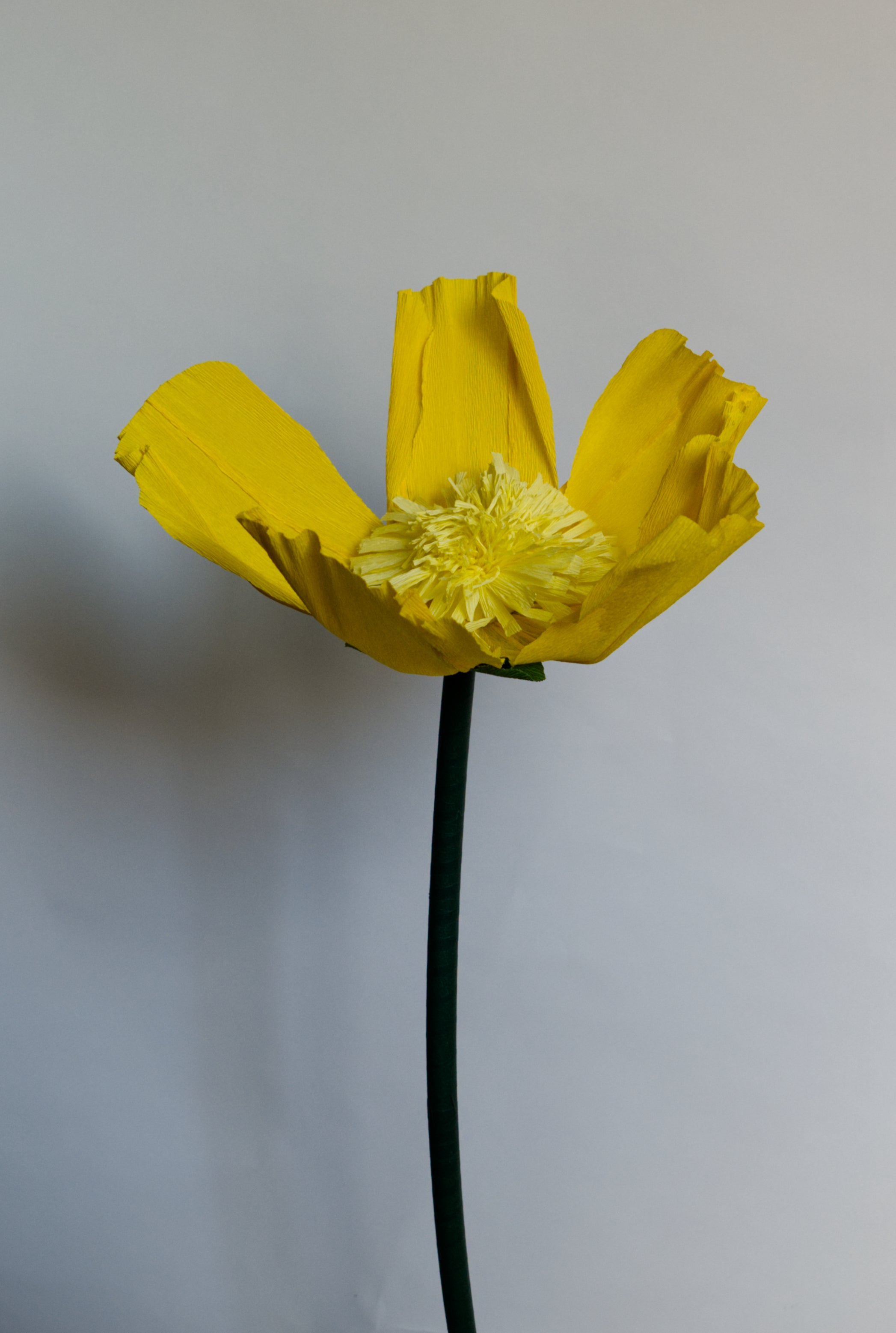 Bright Yellow Buttercup RENTAL