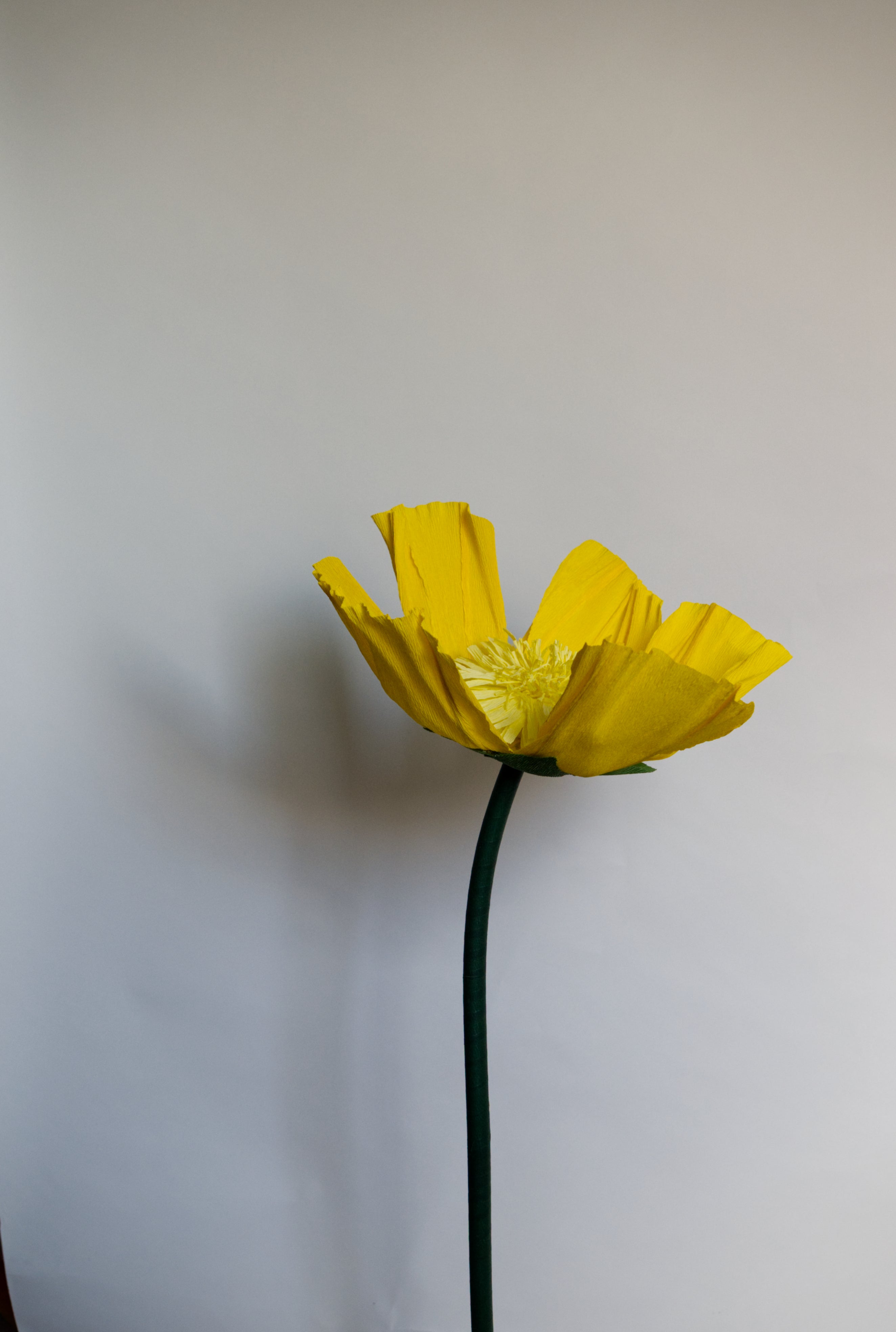 Bright Yellow Buttercup RENTAL