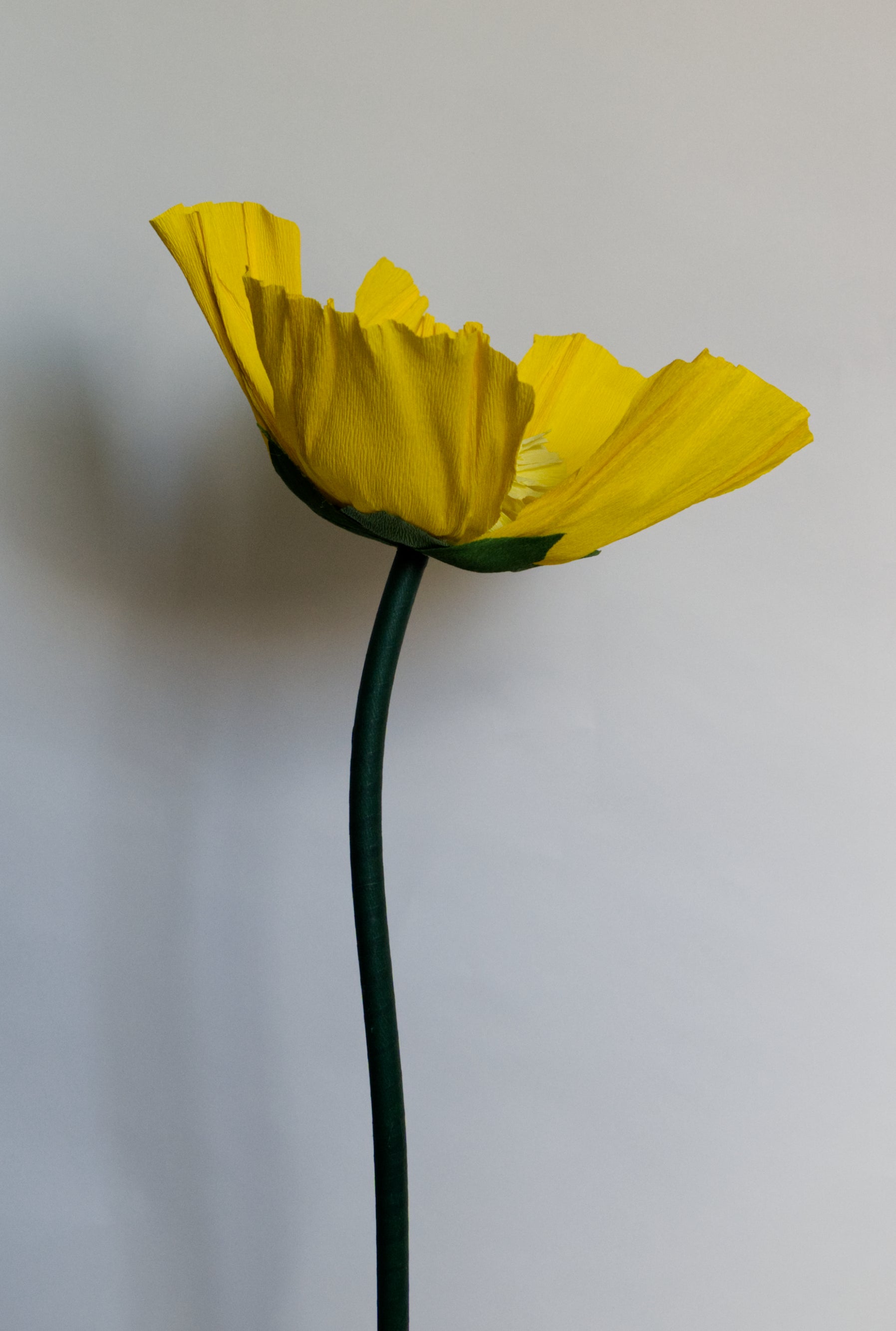 Bright Yellow Buttercup RENTAL