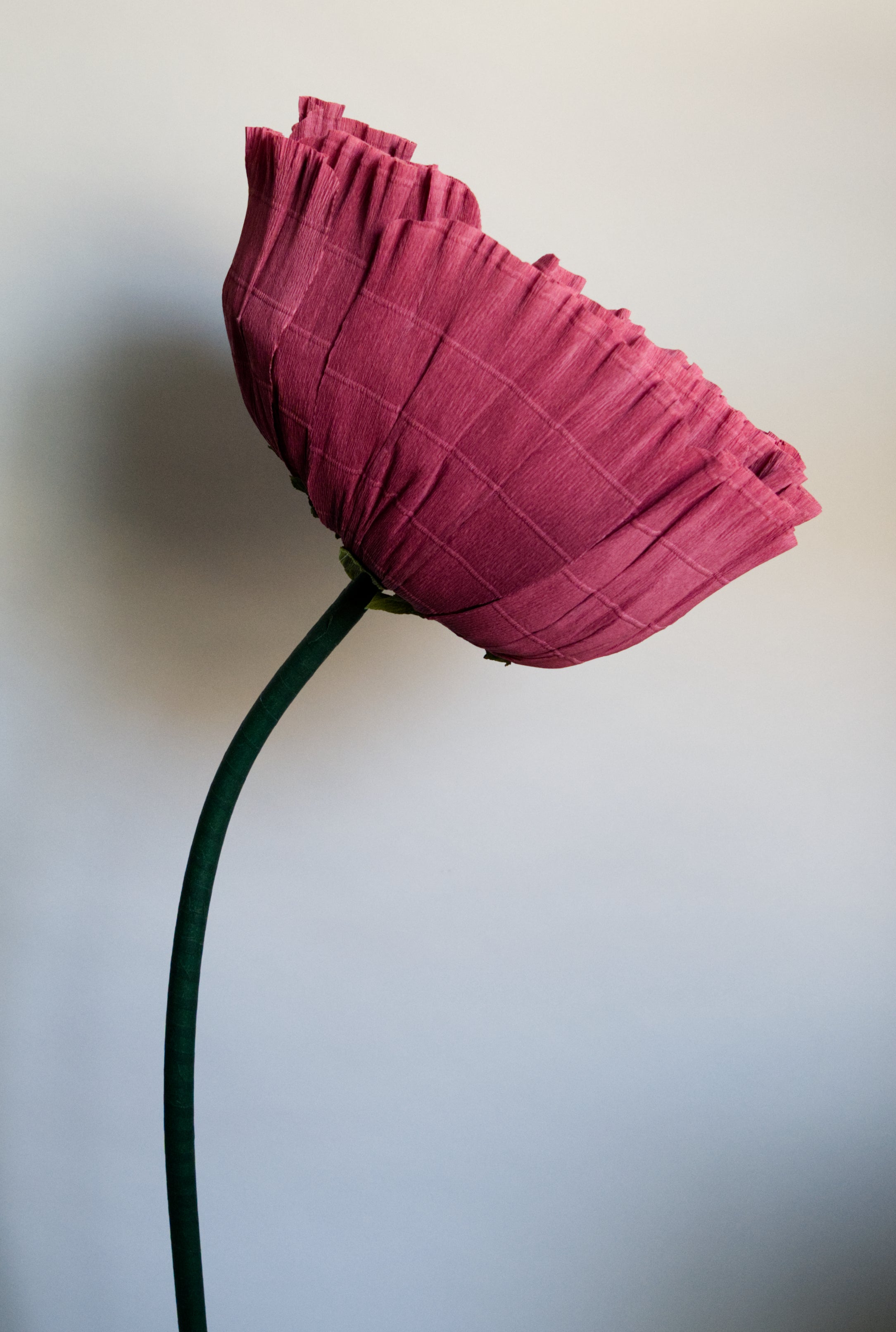 Burgundy Tree Peony