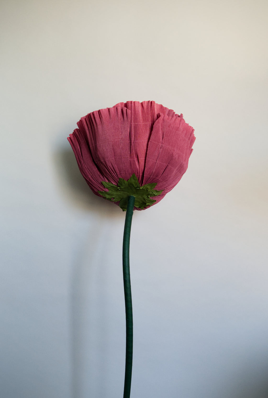 Burgundy Tree Peony