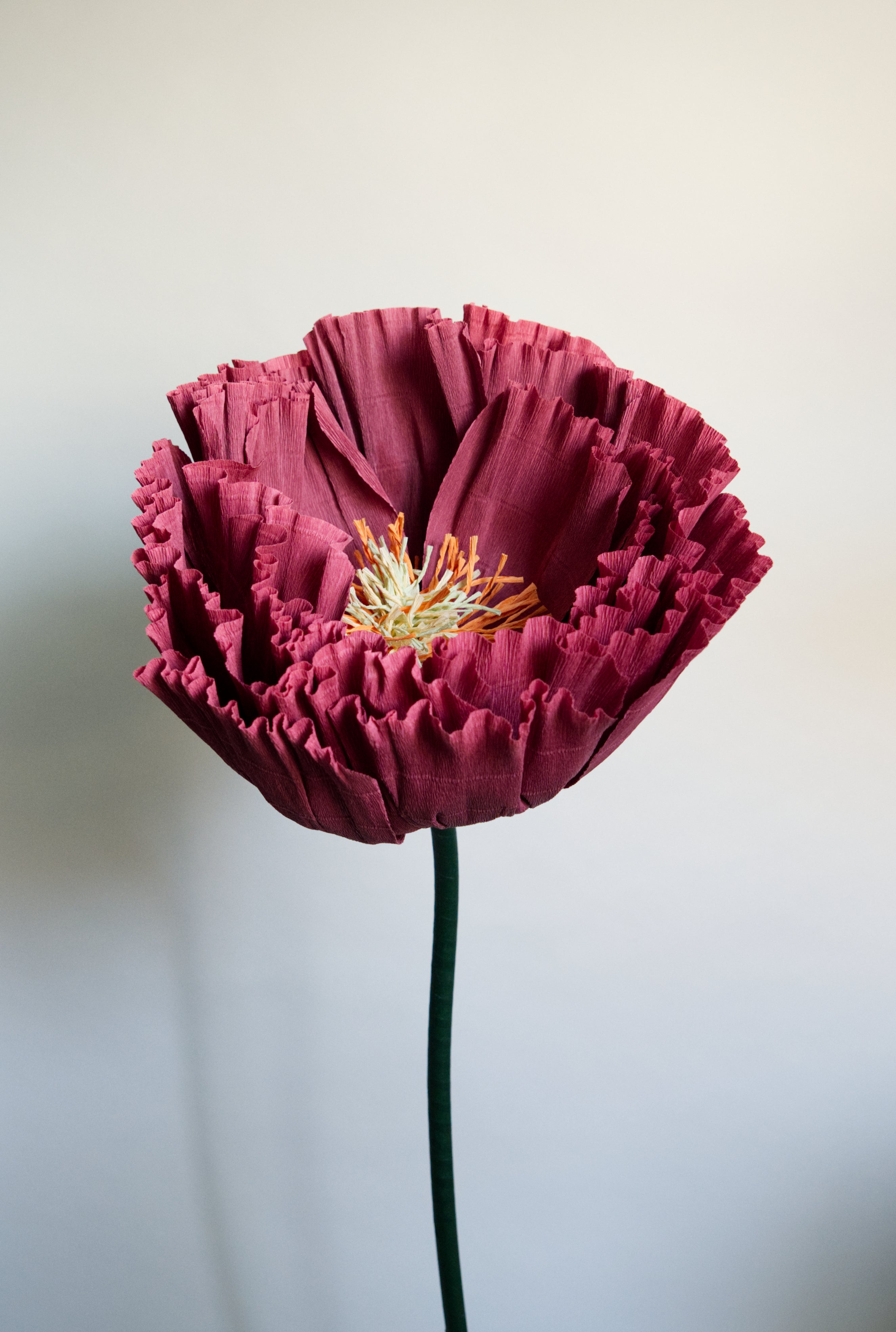 Burgundy Tree Peony