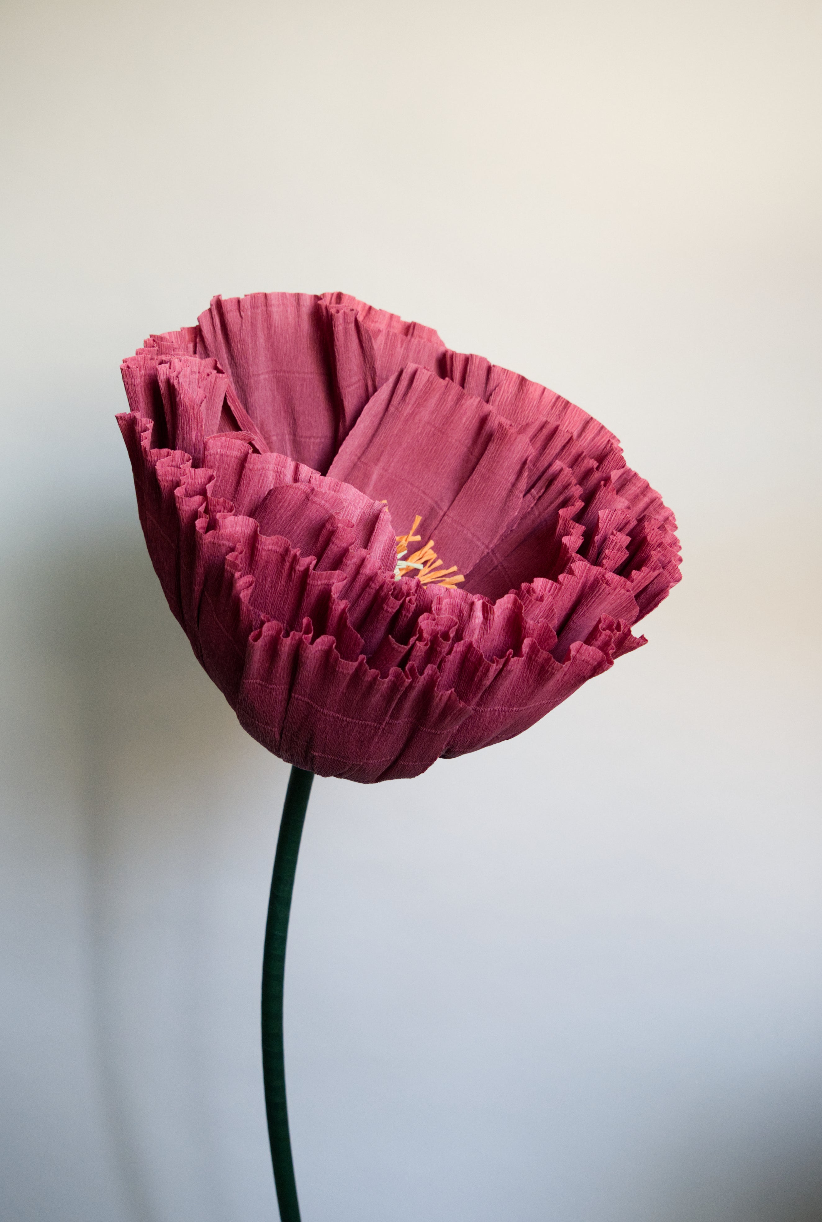 Burgundy Tree Peony
