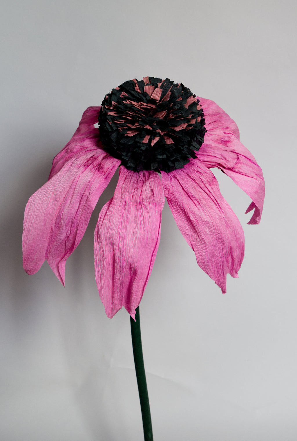 Coneflower