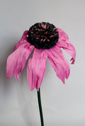 Coneflower