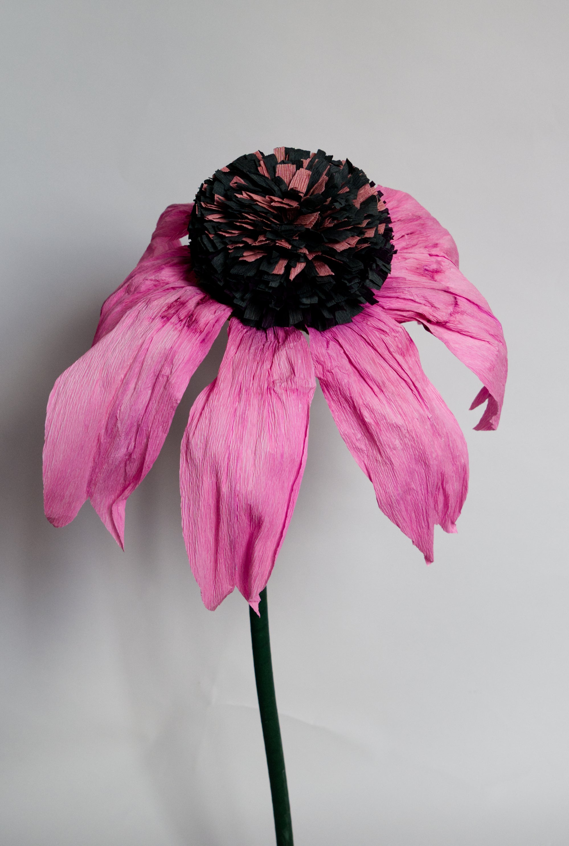 Coneflower