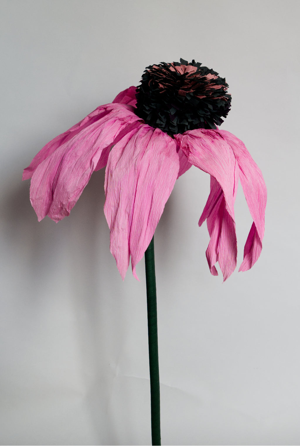 Coneflower