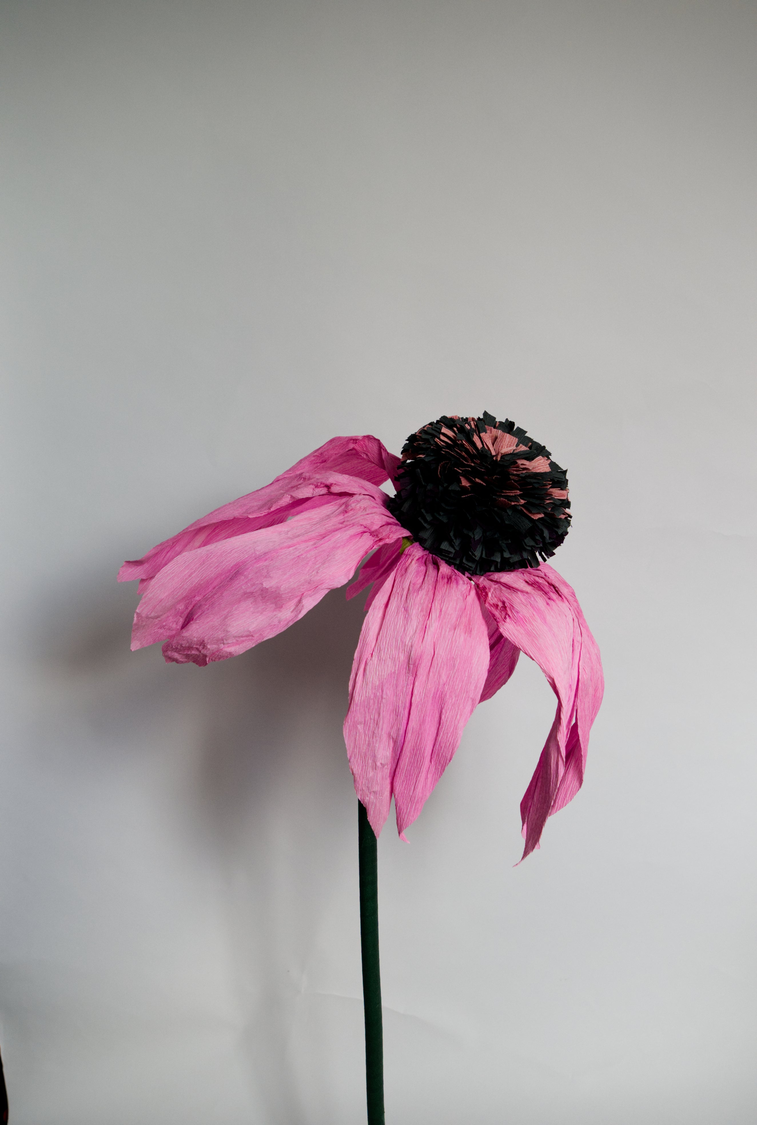 Coneflower