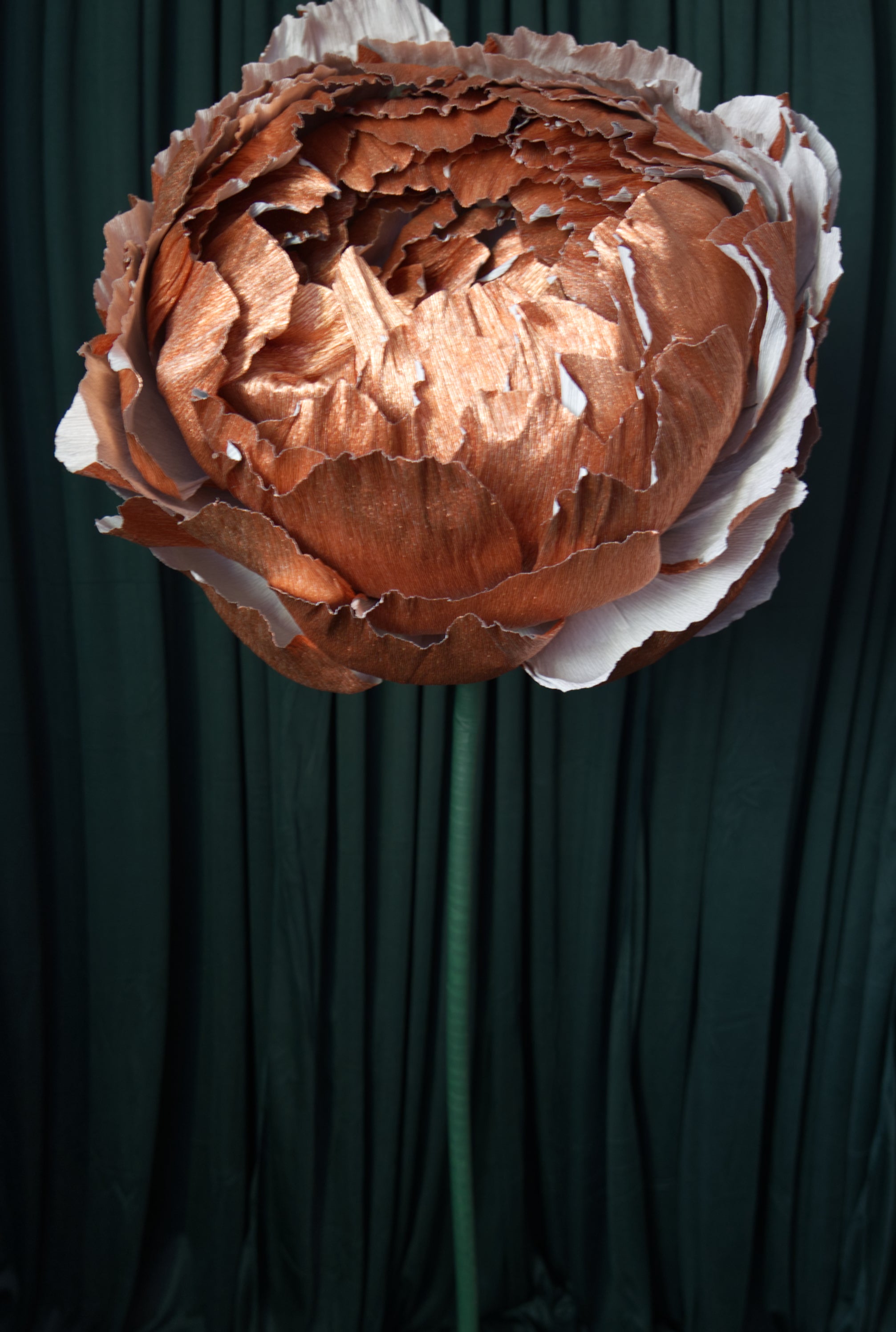 Copper Double Peony RENTAL