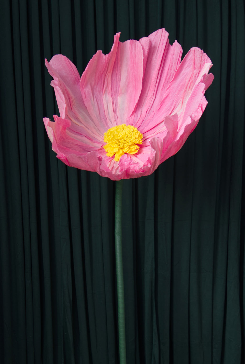 Pink Cosmo RENTAL