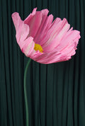 Pink Cosmo RENTAL