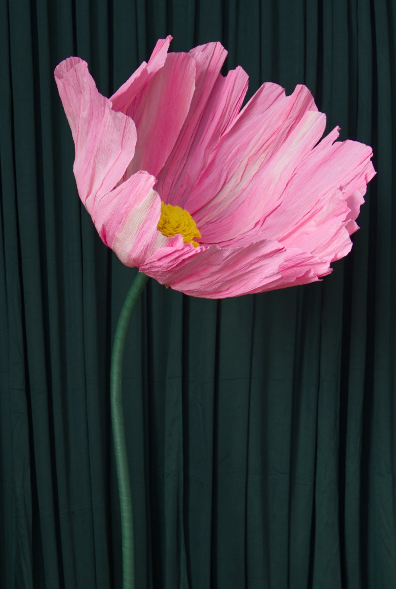 Giant Cosmo crepe paper flower