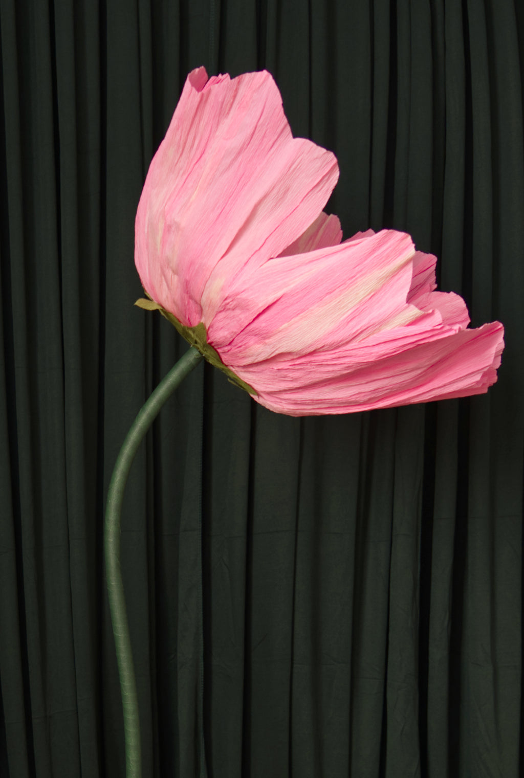 Pink Cosmo RENTAL