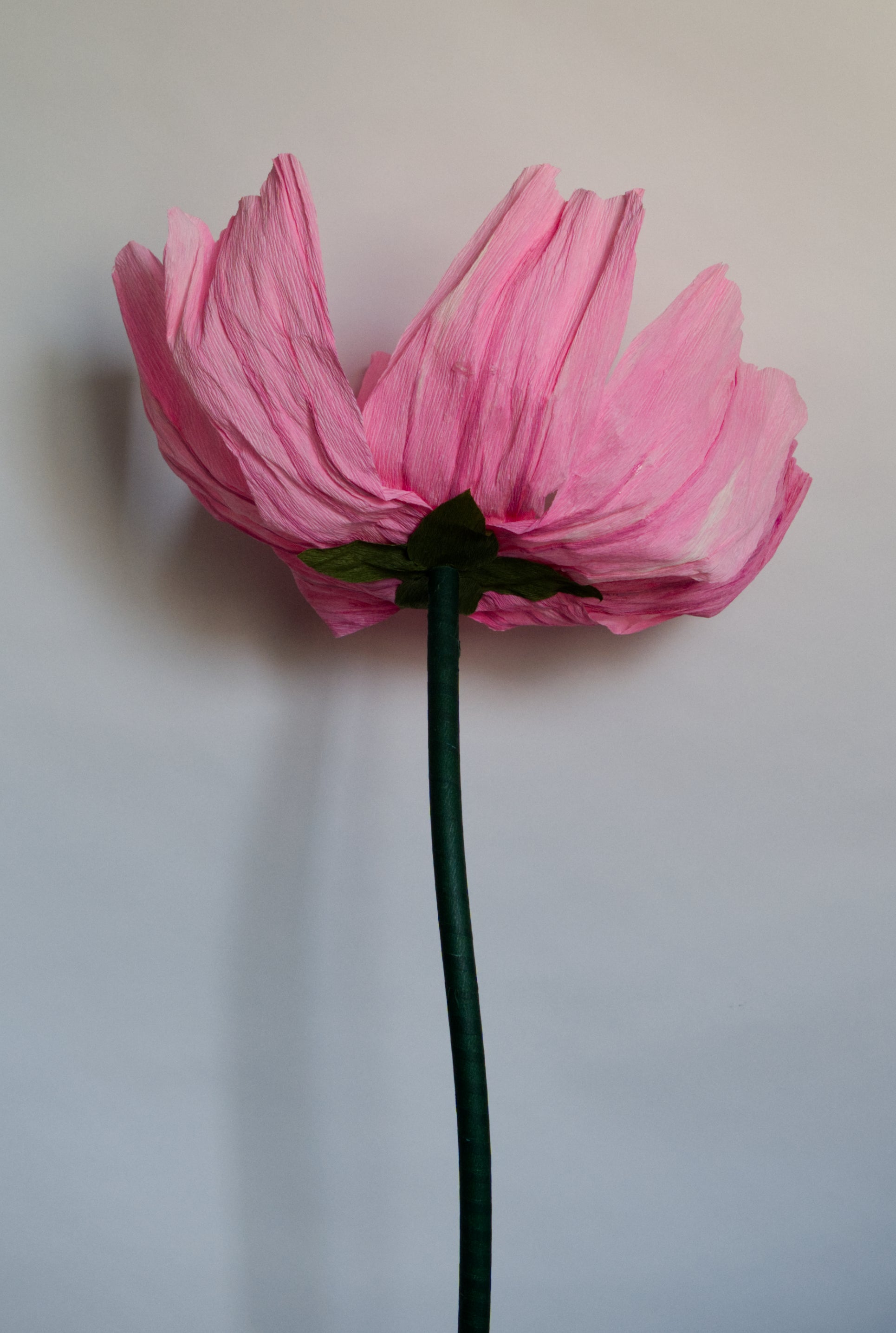 Cosmo