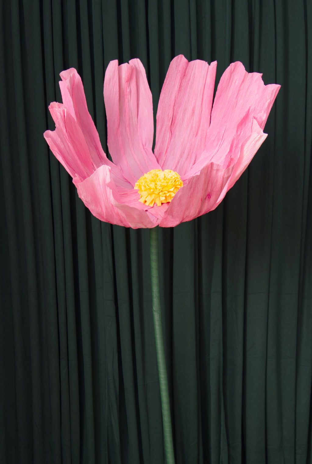 Pink Cosmo RENTAL