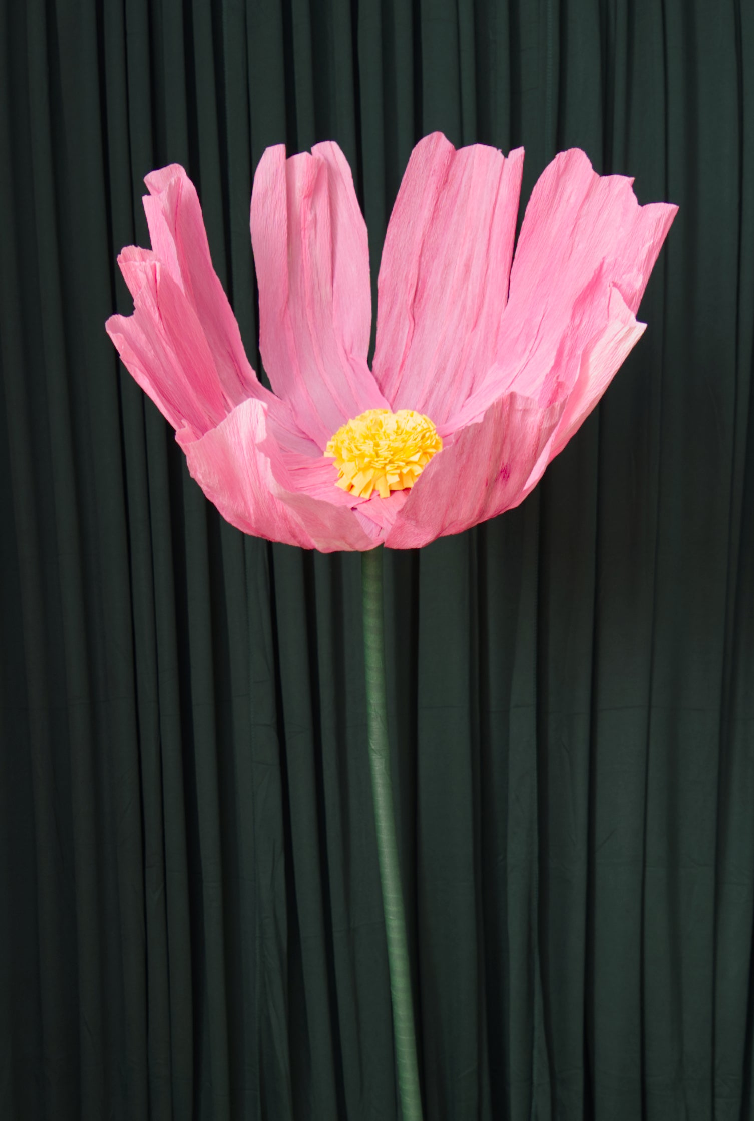 Giant Cosmo crepe paper flower
