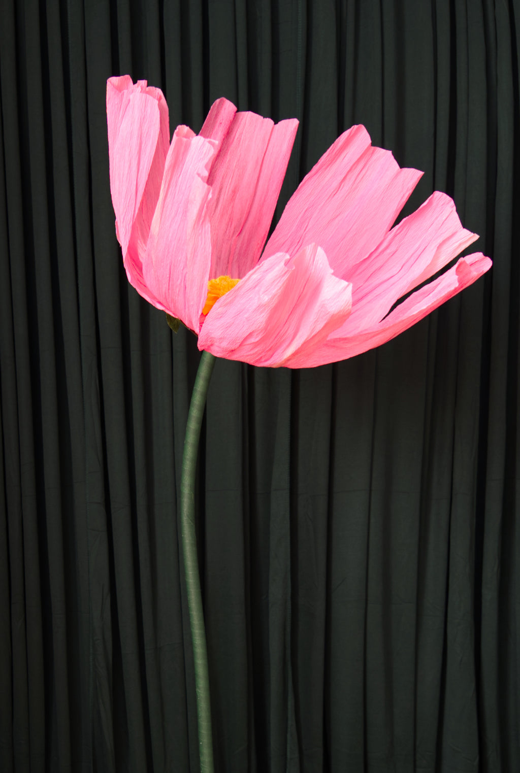 Pink Cosmo RENTAL