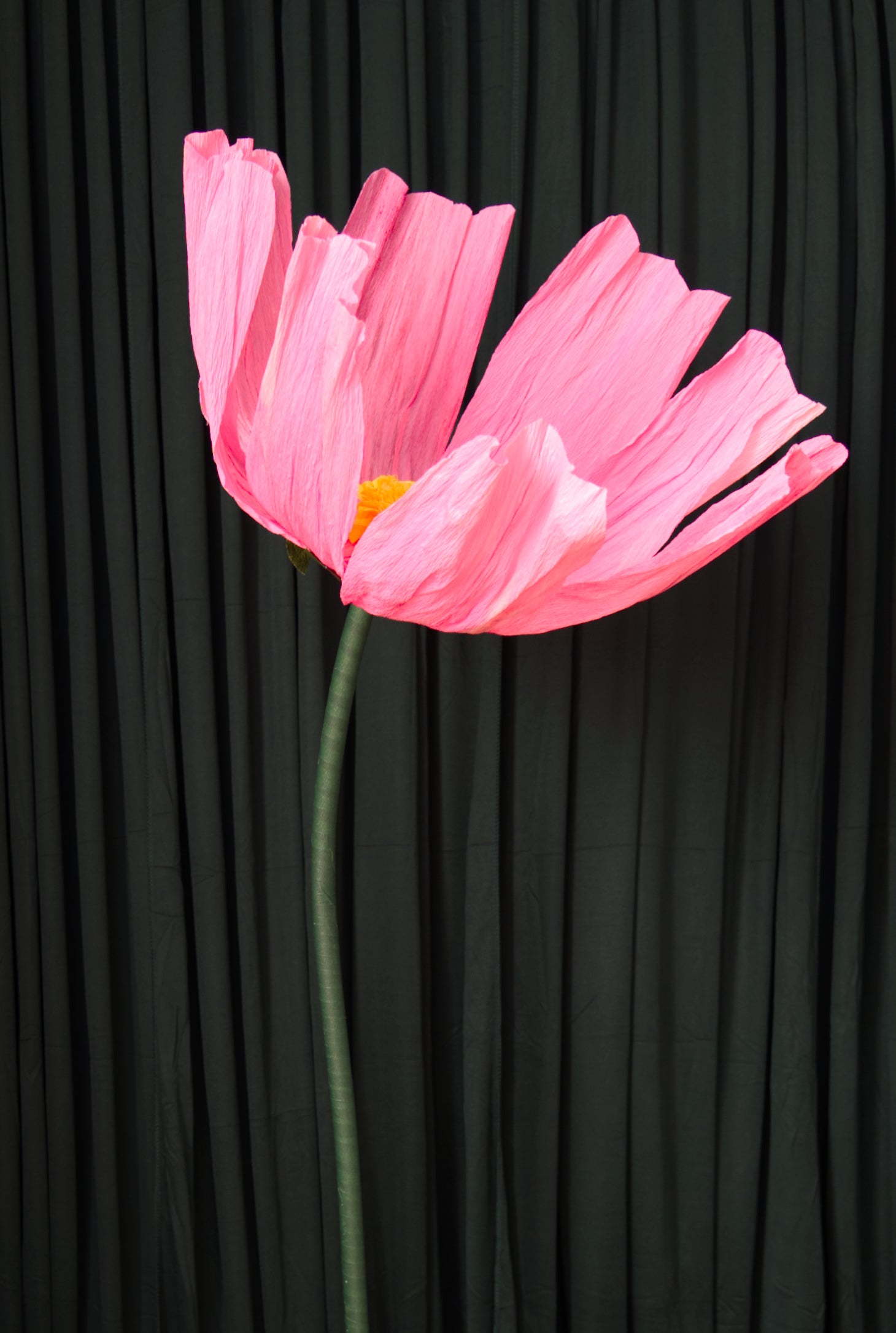Giant Cosmo crepe paper flower