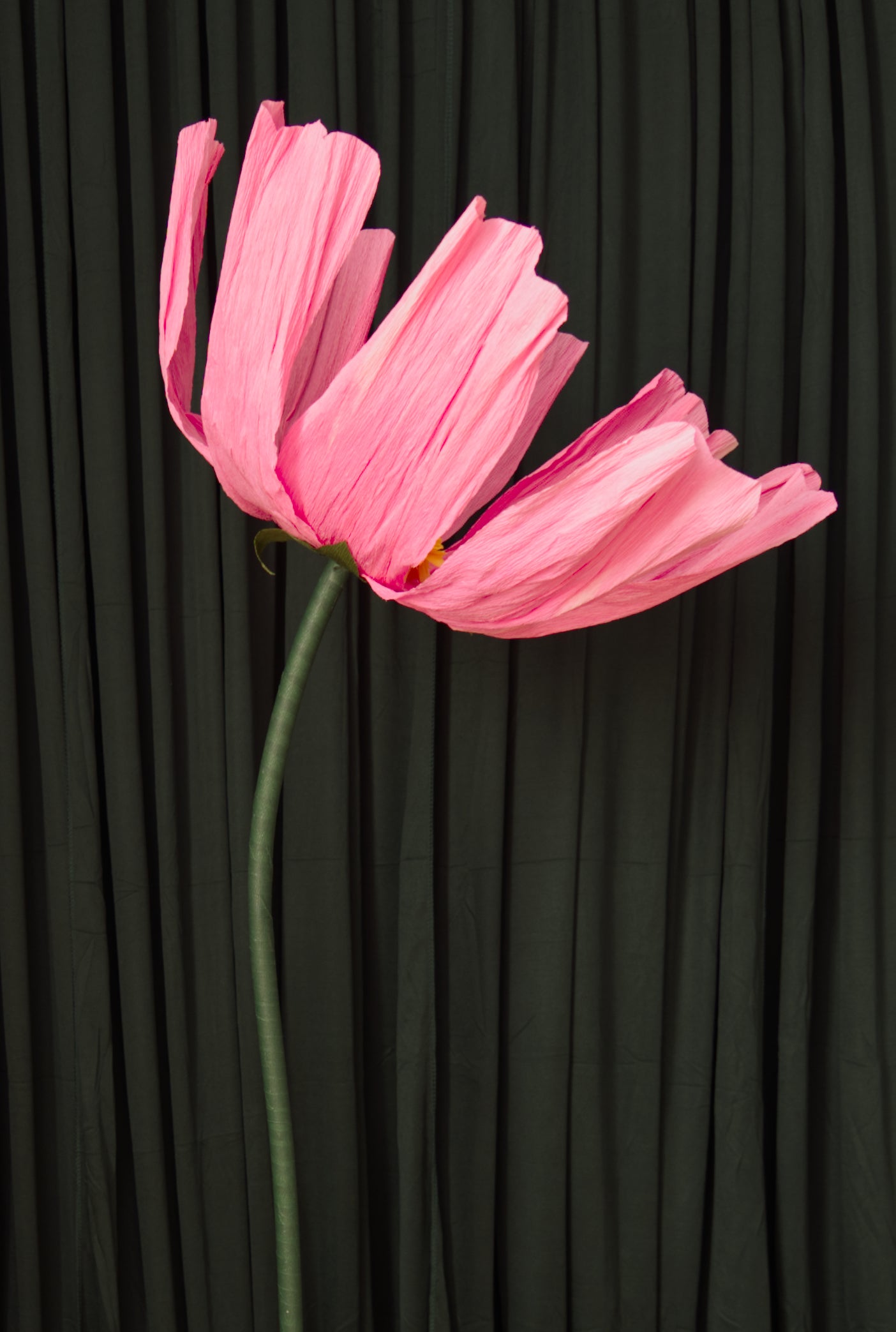 Pink Cosmo RENTAL