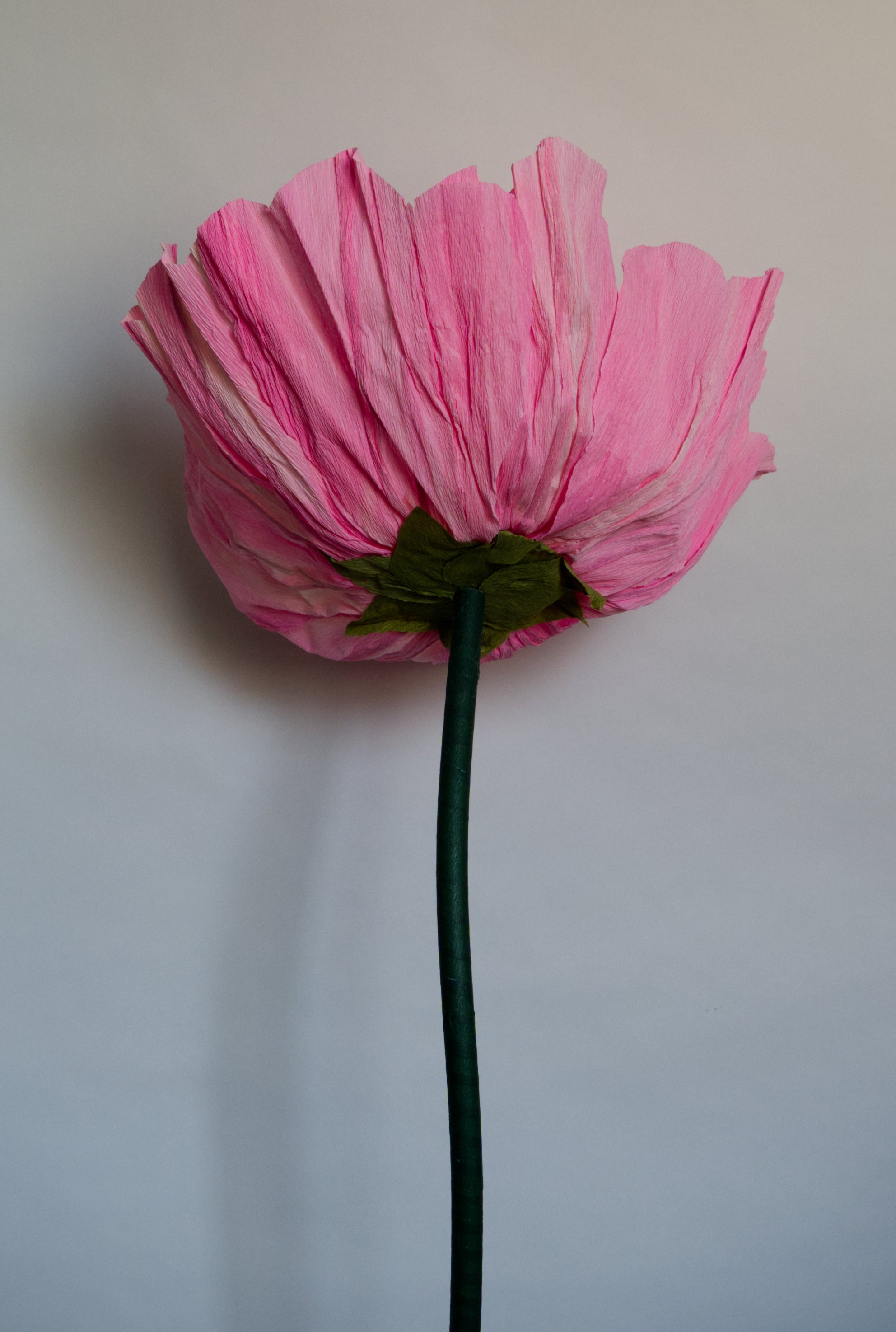 Cosmo