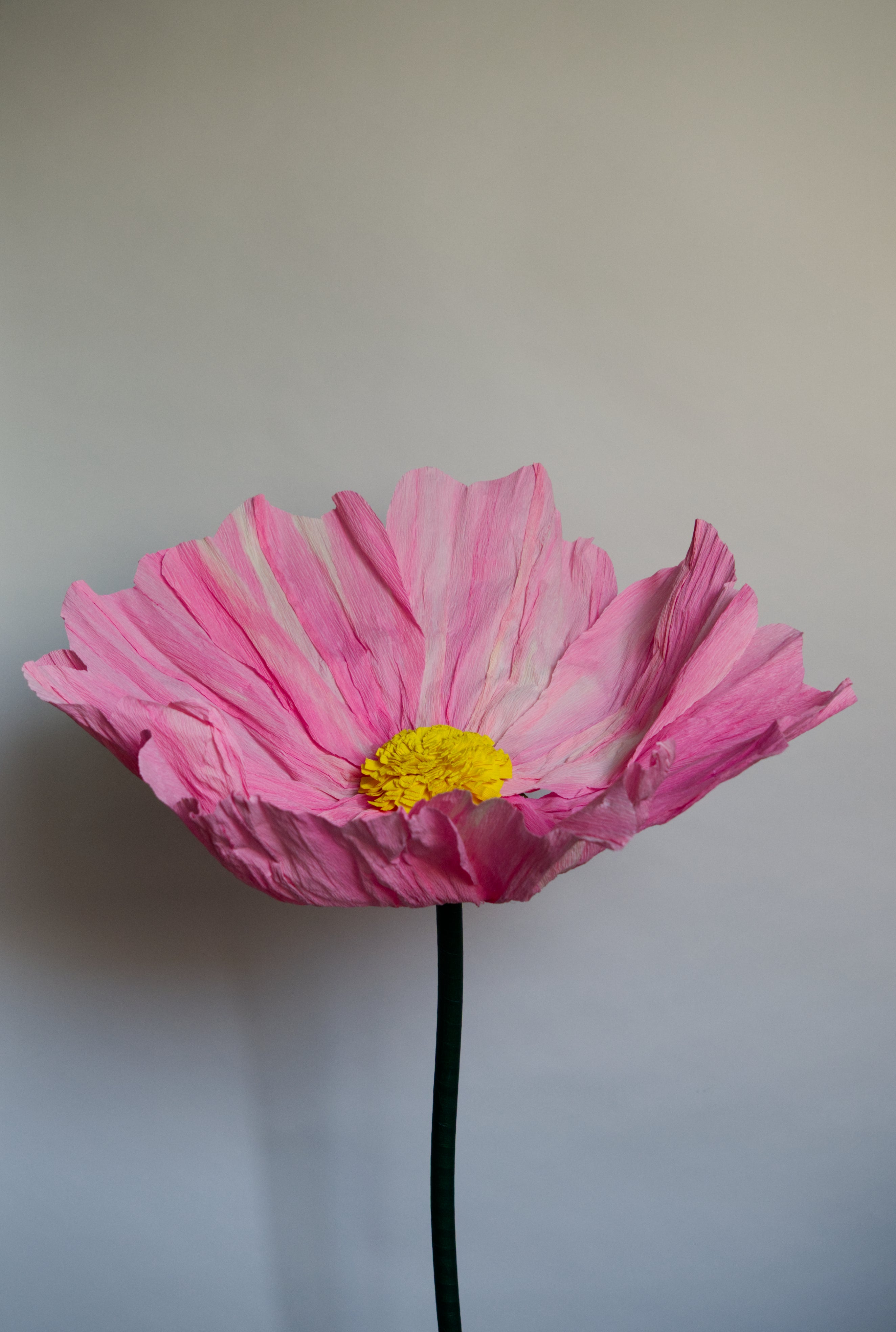 Cosmo