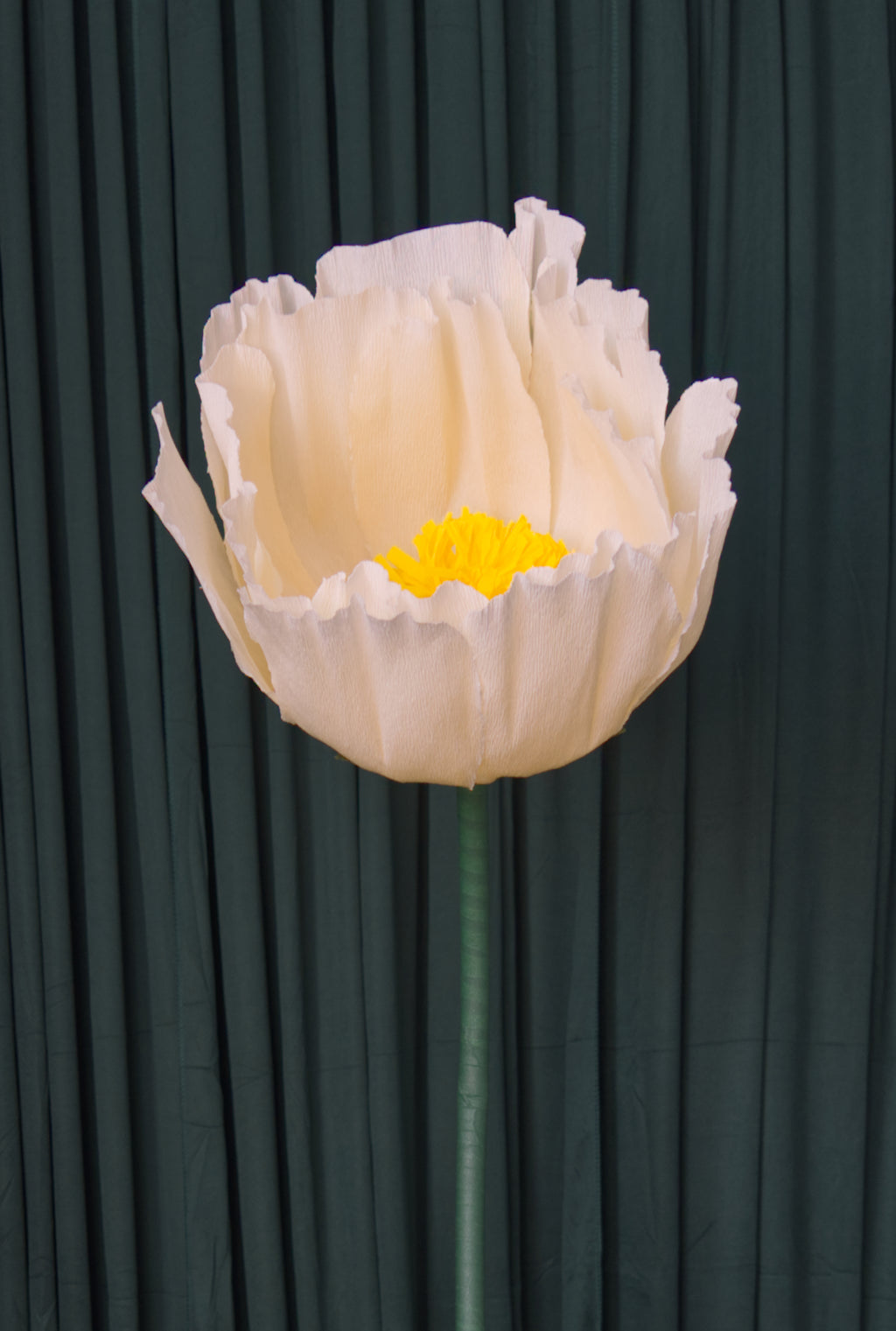 Cream Buttercup RENTAL