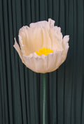 Cream Buttercup RENTAL