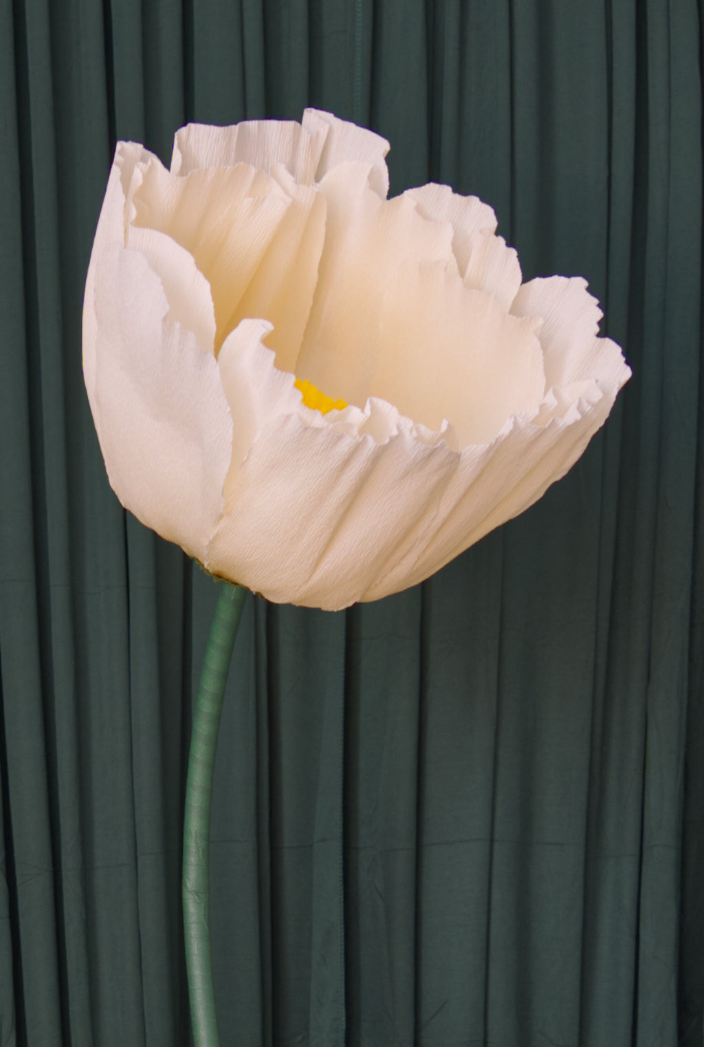 Cream Buttercup RENTAL
